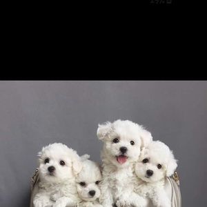 Meet your Posher, Carmen